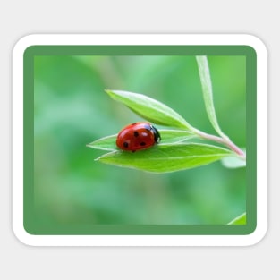 Pretty little red ladybug on a leaf Sticker